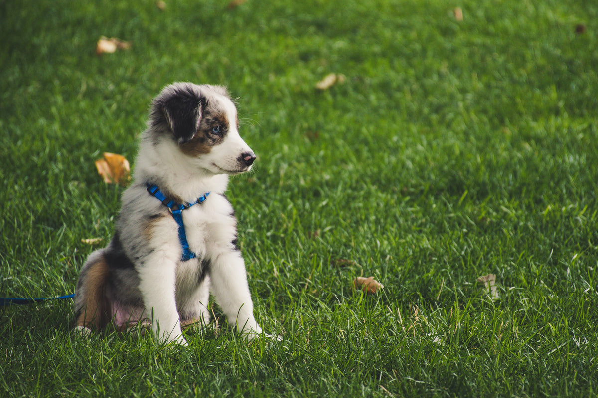 best-puppy-food-in-canada-best-dog-food-for-my-puppy-puppy-gang