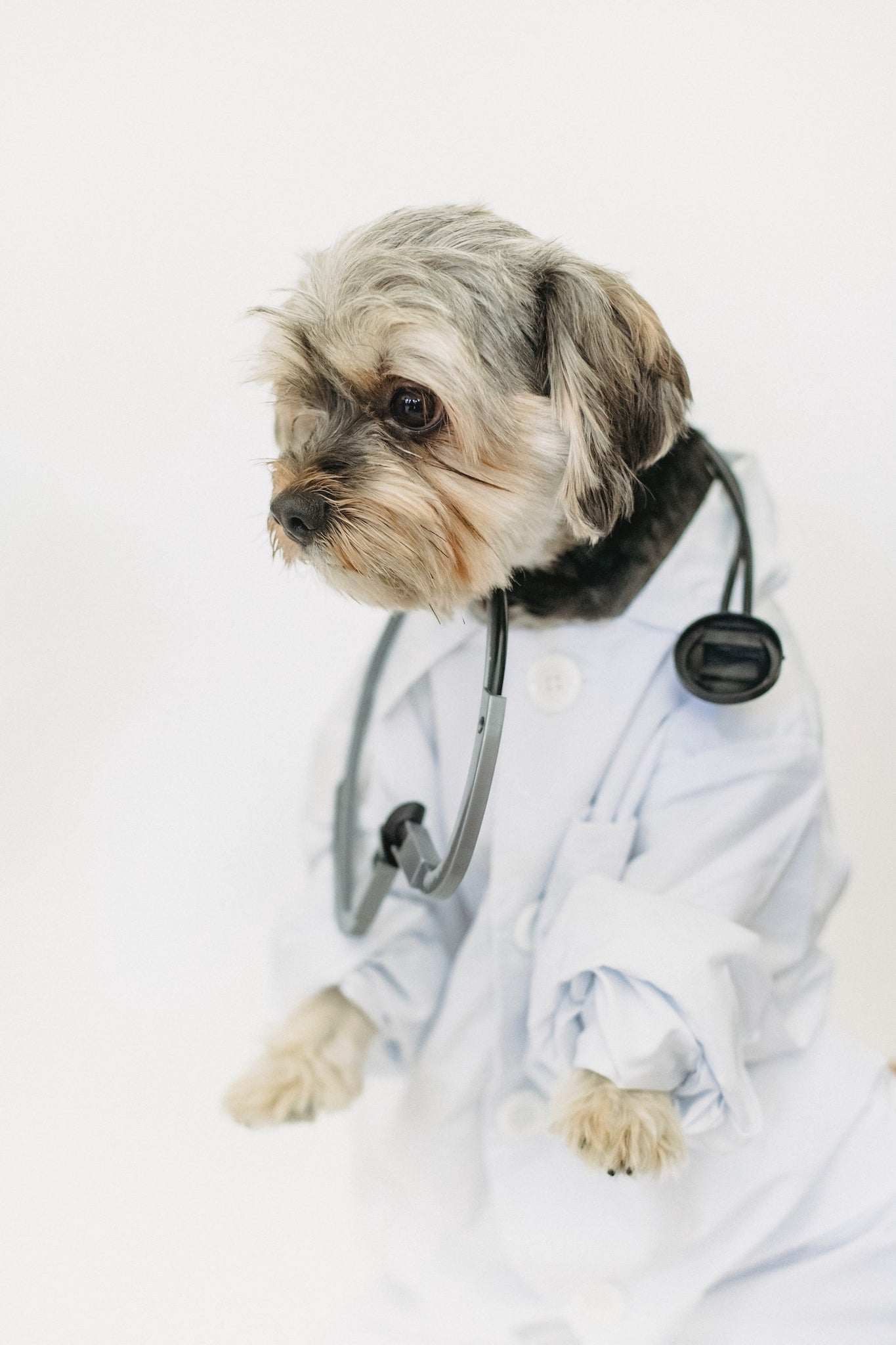 Common (nutritional) Diseases in Dogs