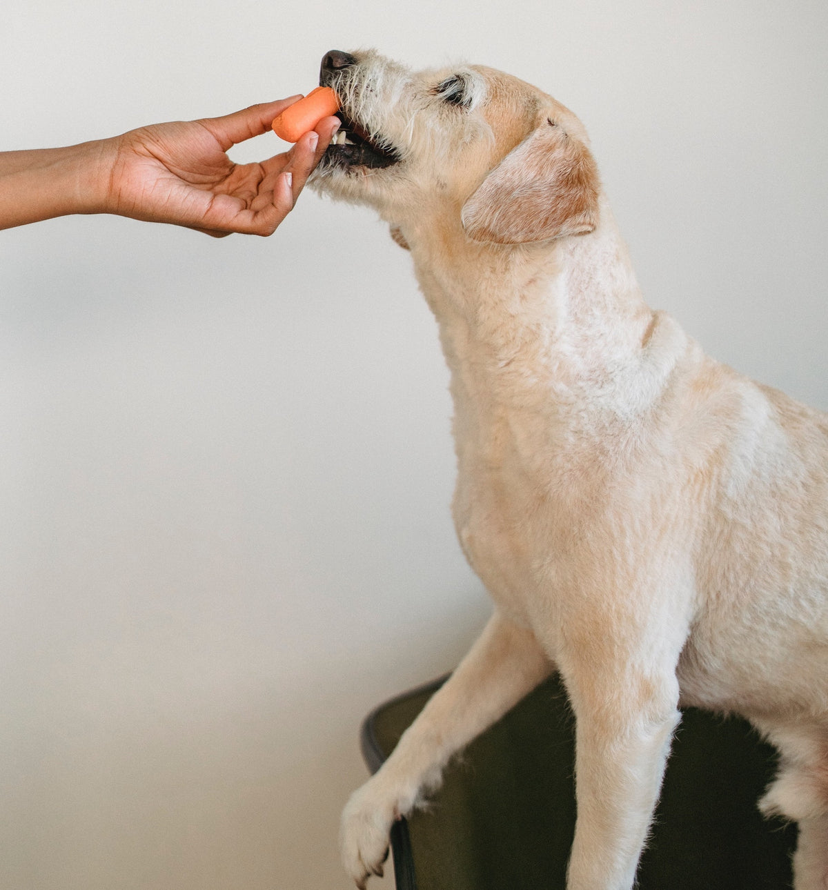 Raw Dog Food Toronto Puppy Gang Fresh Foods